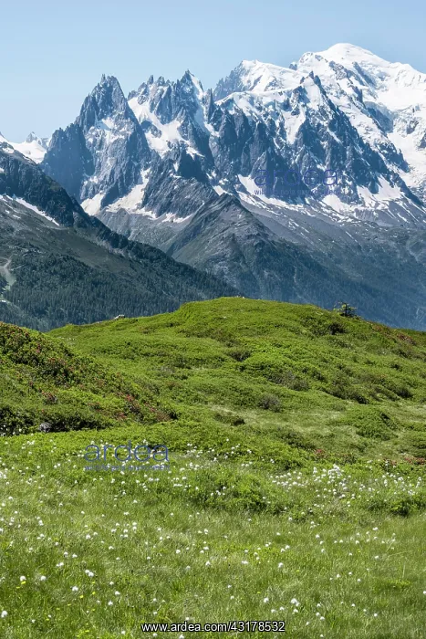 : Woolgrass at Aiguillette de Poisettes, behind Aiguille : Woolgrass at Aiguillette de Poisettes, behind Aiguille