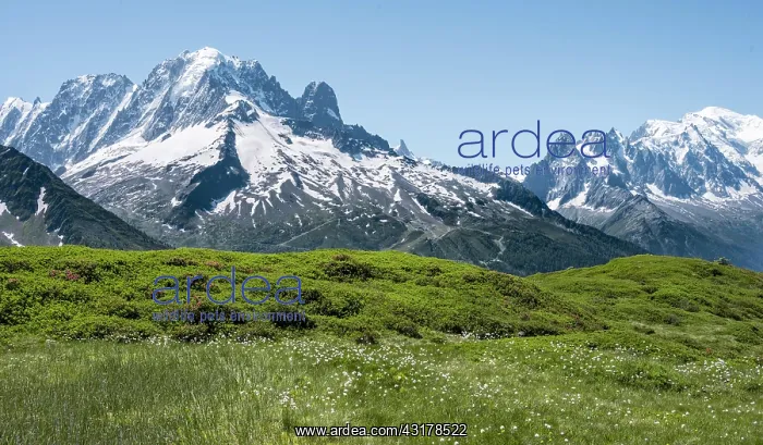 : Woolgrass at Aiguillette de Poisettes, left Aiguille : Woolgrass at Aiguillette de Poisettes, left Aiguille