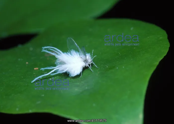 : Woolly Aphid : Woolly Aphid