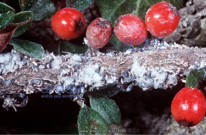 : WOOLLY APHID - on Cotoneaster : WOOLLY APHID - on Cotoneaster