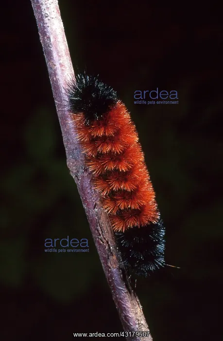 : Woolly Bear Caterpillar : Woolly Bear Caterpillar