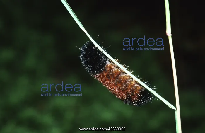 : Woolly Bear Caterpillar : Woolly Bear Caterpillar