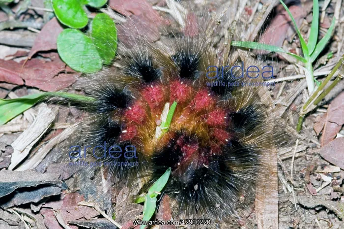 : Woolly Bear - caterpillar rolled up in self defence : Woolly Bear - caterpillar rolled up in self defence