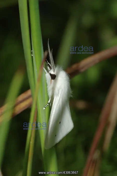 : Woolly Bear Moth (Diacrisia virginica) : Woolly Bear Moth (Diacrisia virginica)