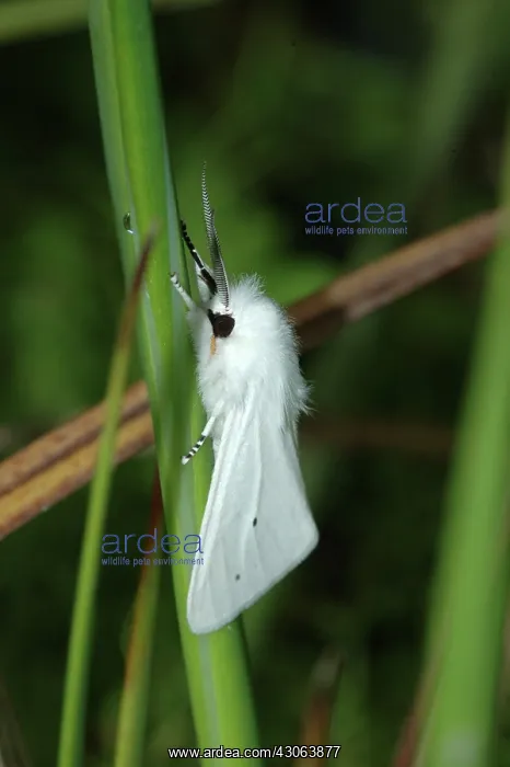 : Woolly Bear Moth (Diacrisia virginica) : Woolly Bear Moth (Diacrisia virginica)