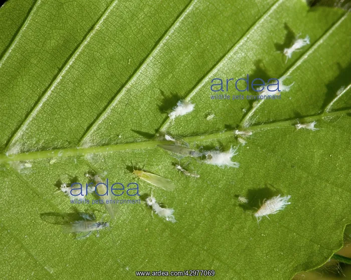 : Woolly Beech Aphid - colony on a beech tree leaf : Woolly Beech Aphid - colony on a beech tree leaf