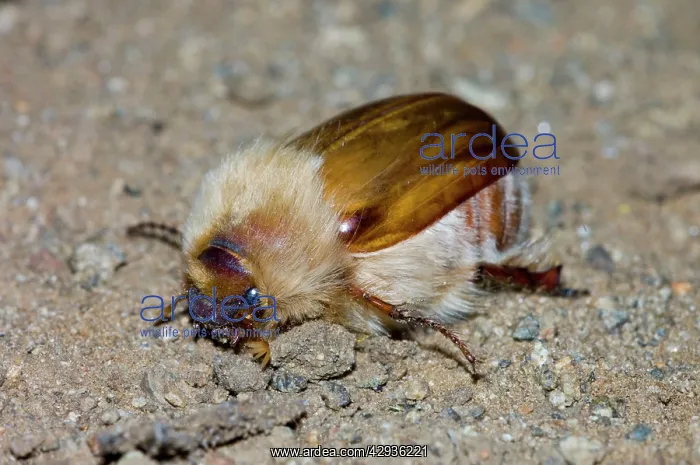 : woolly chafer - Adult : woolly chafer - Adult