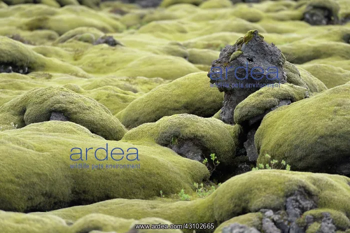  : Woolly Fringe-moss