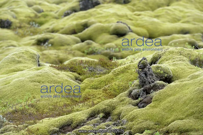 : Woolly Fringe-moss : Woolly Fringe-moss