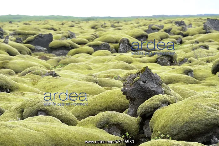 : Woolly Fringe-moss : Woolly Fringe-moss