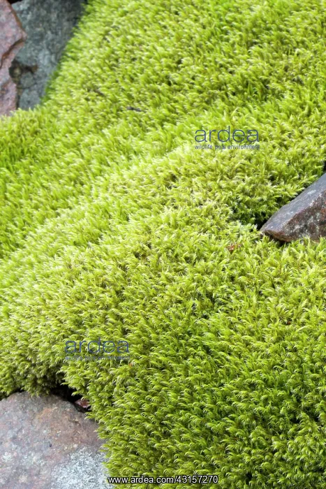 : Woolly fringemoss on rocks - Racomitrium lanuginosum : Woolly fringemoss on rocks - Racomitrium lanuginosum