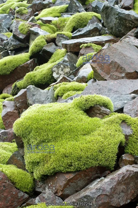 : Woolly fringemoss on rocks - Racomitrium lanuginosum : Woolly fringemoss on rocks - Racomitrium lanuginosum