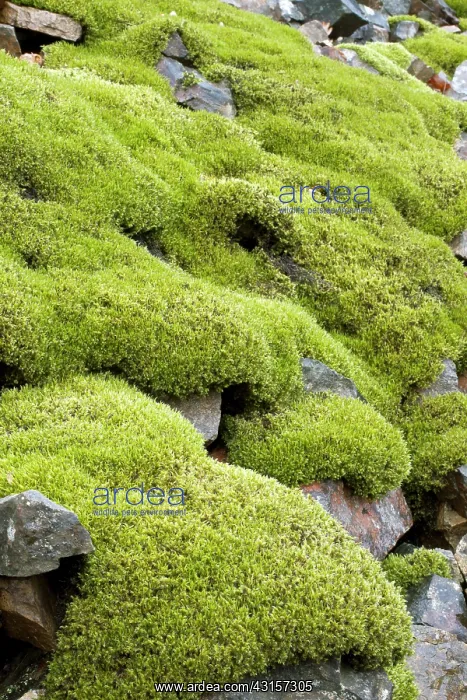 : Woolly fringemoss on rocks - Racomitrium lanuginosum : Woolly fringemoss on rocks - Racomitrium lanuginosum