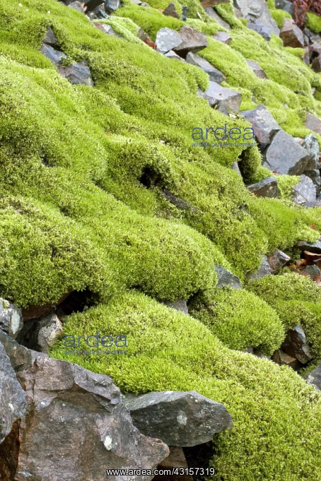: Woolly fringemoss on rocks - Racomitrium lanuginosum : Woolly fringemoss on rocks - Racomitrium lanuginosum