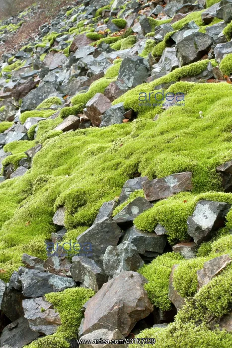 : Woolly fringemoss on rocks - Racomitrium lanuginosum : Woolly fringemoss on rocks - Racomitrium lanuginosum