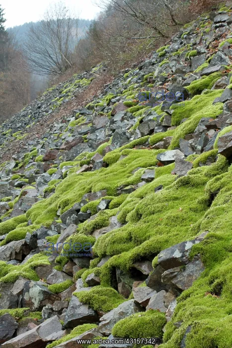 : Woolly fringemoss on rocks - Racomitrium lanuginosum : Woolly fringemoss on rocks - Racomitrium lanuginosum