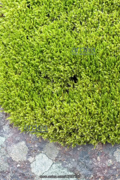 : Woolly fringemoss on rocks - Racomitrium lanuginosum : Woolly fringemoss on rocks - Racomitrium lanuginosum