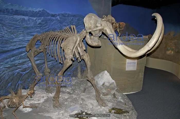: Woolly Mammoth : Woolly Mammoth