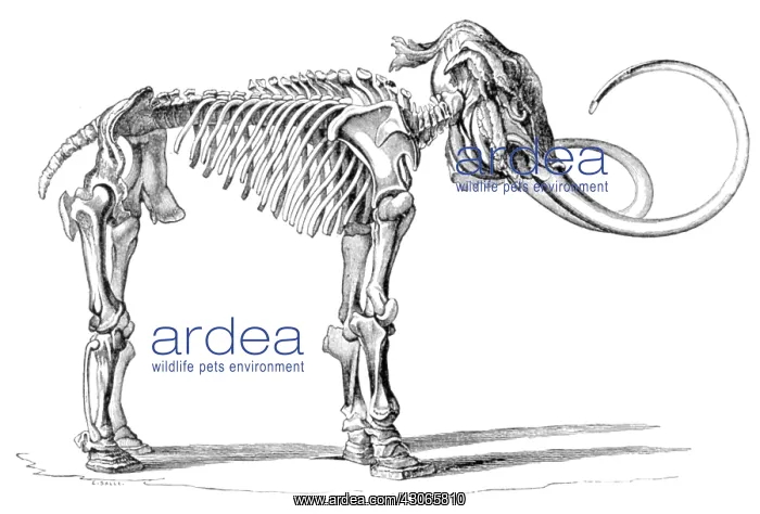 : Woolly Mammoth, Cenozoic Mammal : Woolly Mammoth, Cenozoic Mammal