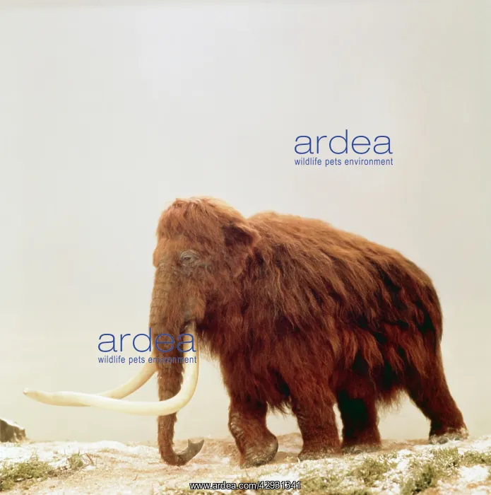 : WOOLLY MAMMOTH - Prehistoric Reconstruction : WOOLLY MAMMOTH - Prehistoric Reconstruction