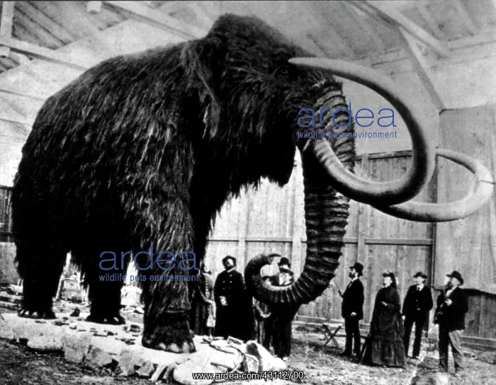 : Woolly Mammoth Found In Siberia, 1903 : Woolly Mammoth Found In Siberia, 1903
