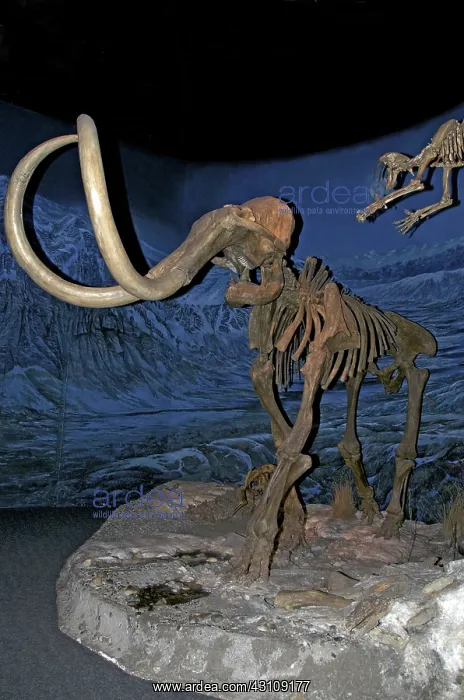 : Woolly Mammoth Skeleton : Woolly Mammoth Skeleton