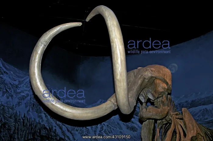 : Woolly Mammoth Tusks : Woolly Mammoth Tusks