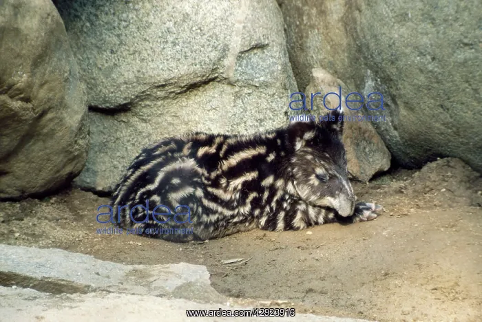 : WOOLLY / MOUNTAIN TAPIR : WOOLLY / MOUNTAIN TAPIR