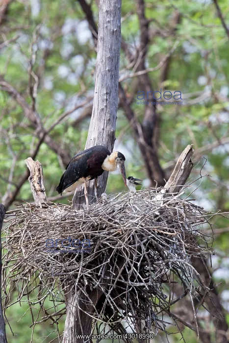 : Woolly necked / Bishop / White-necked Stork : Woolly necked / Bishop / White-necked Stork
