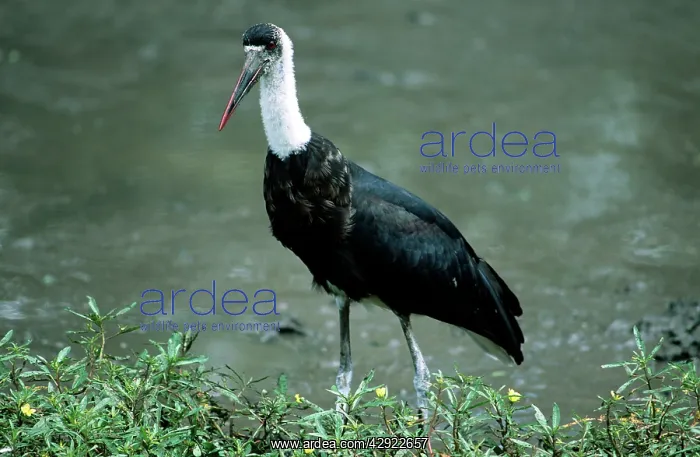 : Woolly-necked Stork : Woolly-necked Stork
