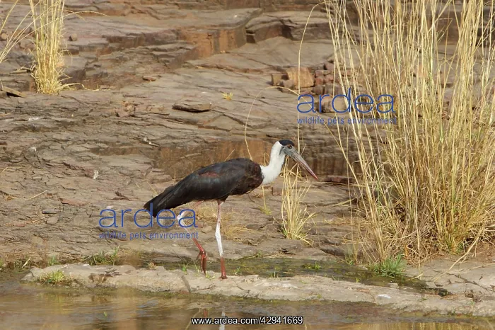 : Woolly-necked stork : Woolly-necked stork
