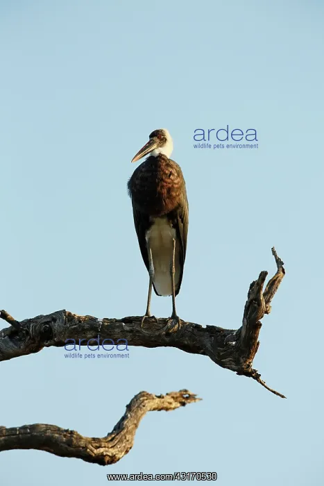  : Woolly-necked Stork