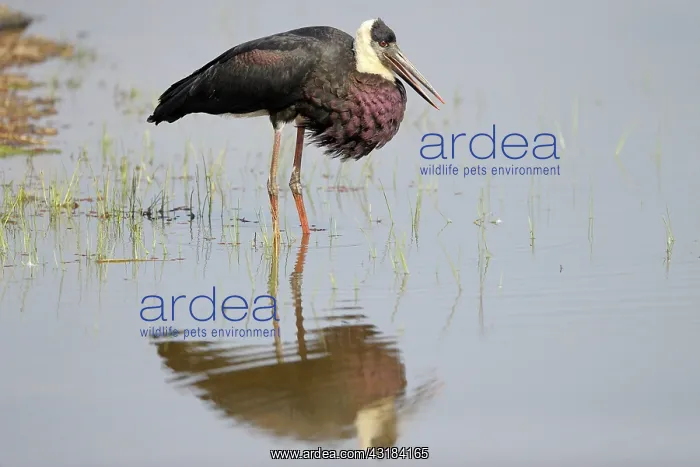 : Woolly-necked Stork : Woolly-necked Stork