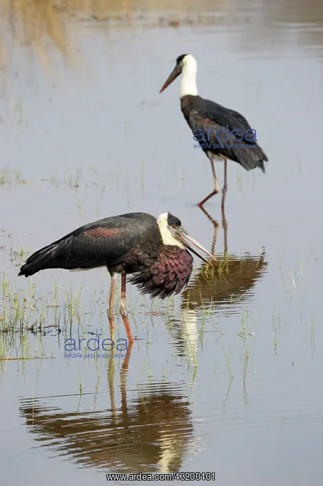 : Woolly-necked Stork : Woolly-necked Stork