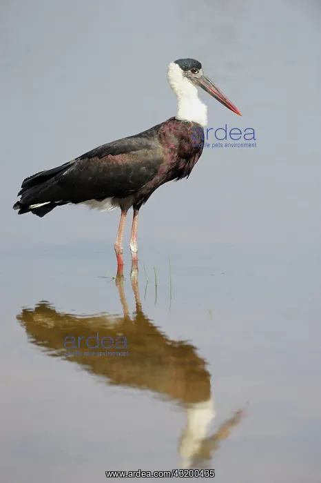 : Woolly-necked Stork : Woolly-necked Stork