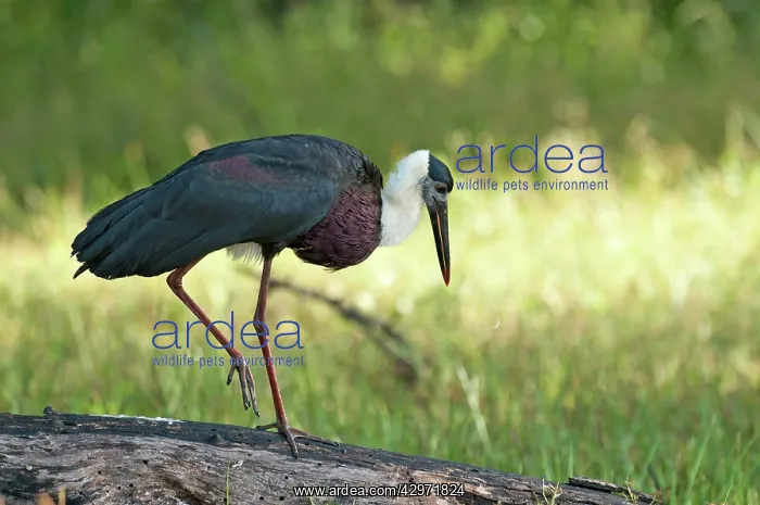 : Woolly-necked Stork - on log with one leg raised : Woolly-necked Stork - on log with one leg raised
