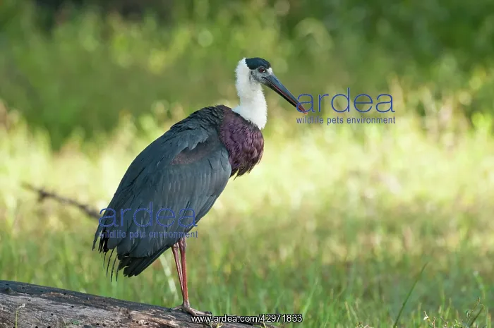 : Woolly-necked Stork - standing on log : Woolly-necked Stork - standing on log