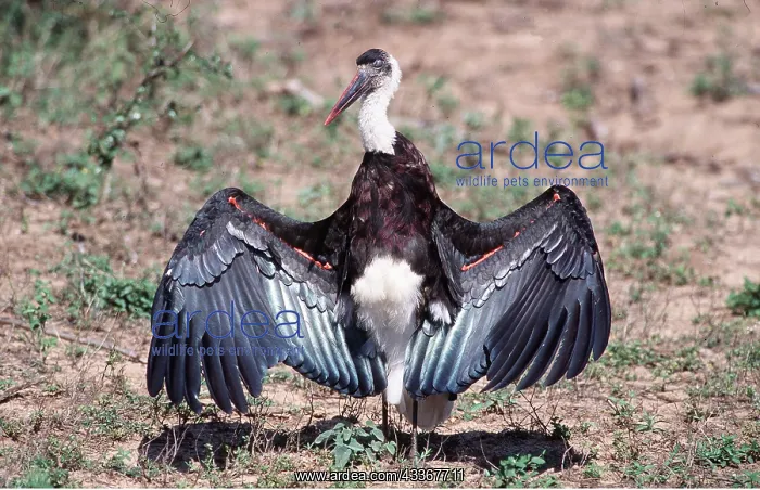 : Woolly-necked / White-necked STORK - with wings spread : Woolly-necked / White-necked STORK - with wings spread