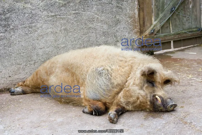 : Woolly pig lying in front of a pigsty - France : Woolly pig lying in front of a pigsty - France
