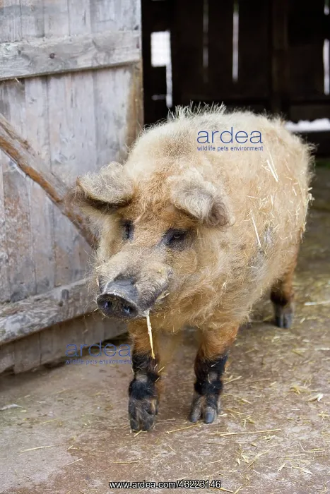  : Woolly pig out of a pigsty - France