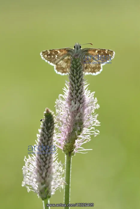 : Woolly Plantain : Woolly Plantain