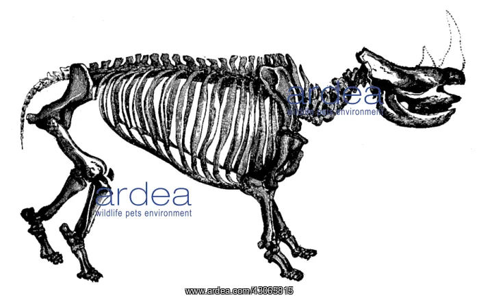 : Woolly Rhino, Cenozoic Mammal : Woolly Rhino, Cenozoic Mammal
