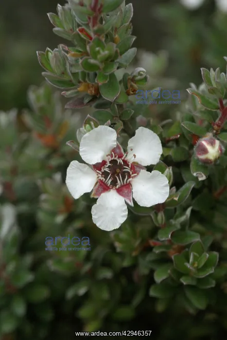 : Woolly Tea-tree : Woolly Tea-tree