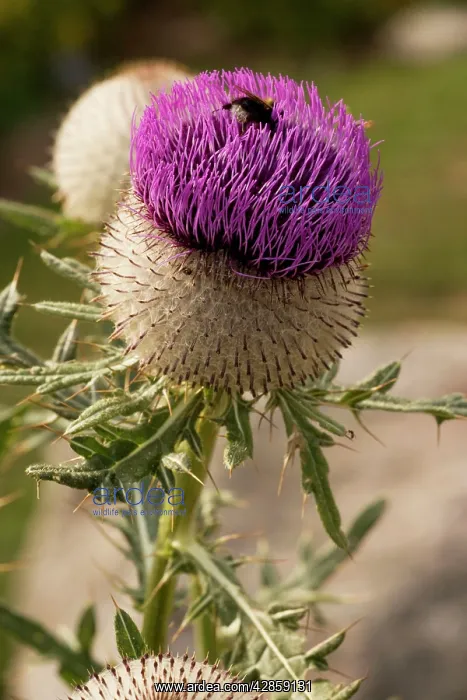 : Woolly thistle : Woolly thistle