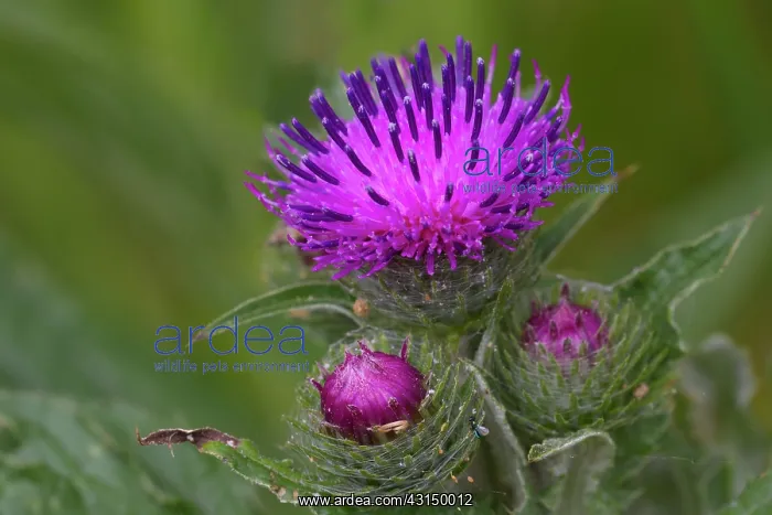 : Woolly Thistle : Woolly Thistle