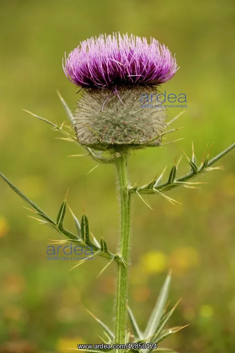 : Woolly Thistle - in flower, on limestone : Woolly Thistle - in flower, on limestone