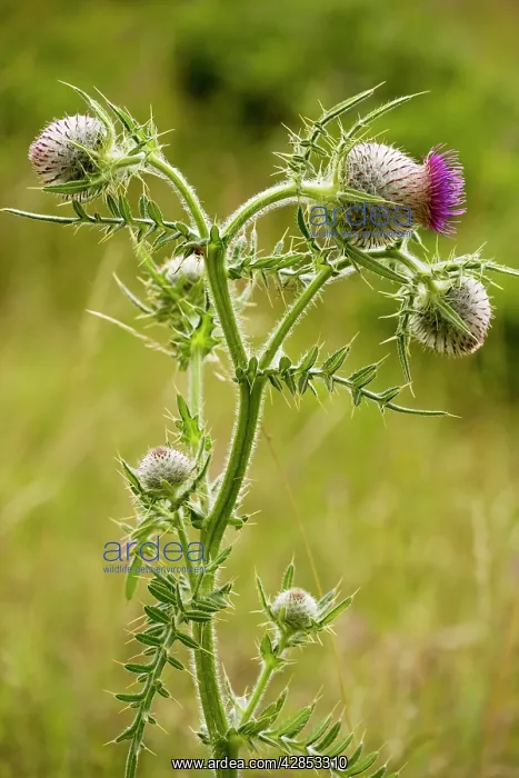 : Woolly Thistle - in flower, on limestone : Woolly Thistle - in flower, on limestone