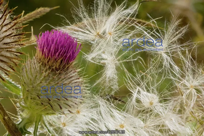  : Woolly Thistle flower and seeds; autumn