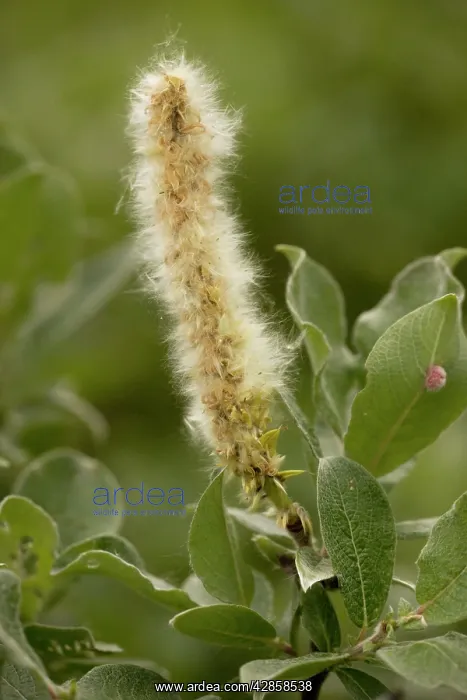  : Woolly willow