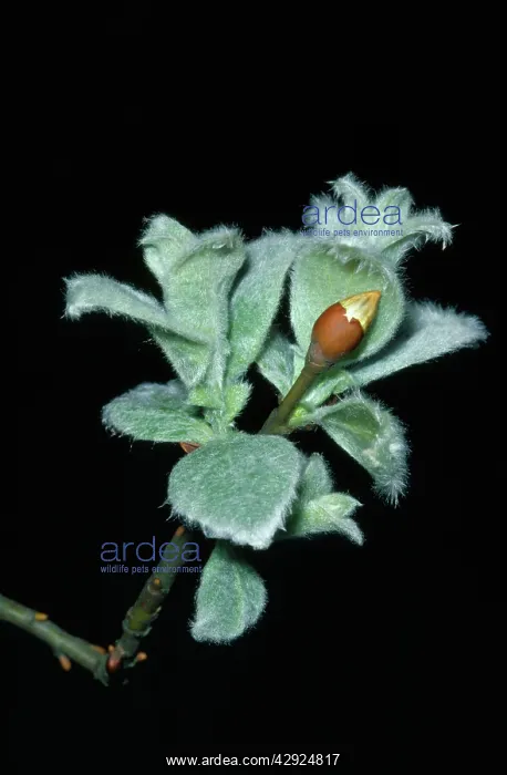  : WOOLLY WILLOW